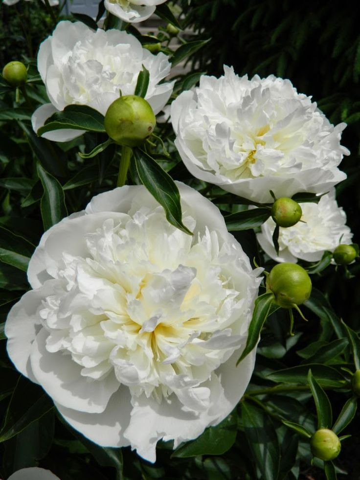 Peony 'Duchesse de Nemours'